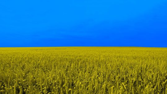 Ucrania Cielo Azul y campo de trigo amarillo. Su bandera real