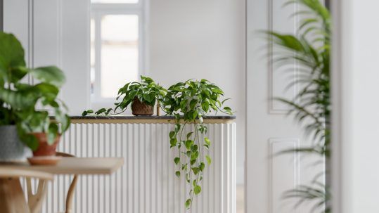 Decoración con plantas Portada